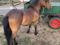 Caballo, Caballos — foto 5