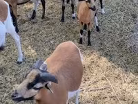 मेढ़ा, Cameroon sheep — फ़ोटो 7