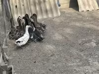 Ducks — fotografija 4