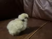 Silkie — zdjęcie 3