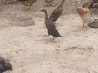 Indian Runner — foto 2