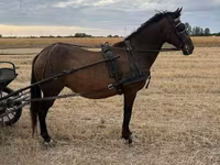 Kobyła, Hungarian horse breed — zdjęcie 2