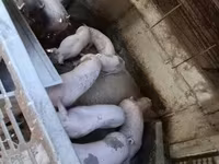सूअर (लॉट, लिंग निर्दिष्ट नहीं), सूअर — फ़ोटो 3
