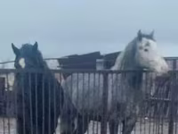 Koń, Konie — zdjęcie 5