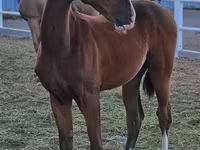 Pastuv, Akhal-Teke — fotografija 1