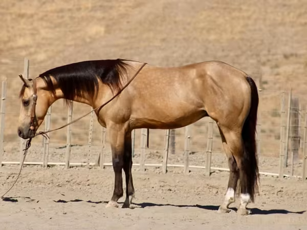 Pastuv, Quarter Horse