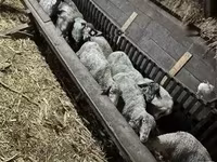 Sheep, Sheep — photo 1
