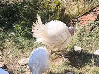 Turkeys — zdjęcie 3