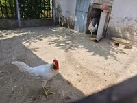 Leghorn — fotografija 2