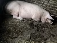 Säue, Schweine — Foto 3