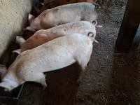 Świnie (partia, płeć nieokreślona), Świnie — zdjęcie 2