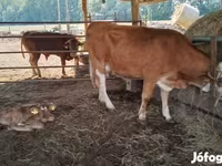 Vaca, Simmental cattle — foto 1