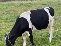 Vache, Swiss cattle — photo 2