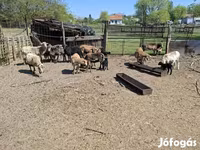 أغنام (دفعة، الجنس غير محدد), Cameroon sheep — الصورة 5