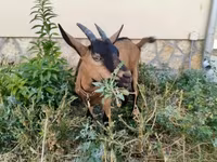 Echki, Alpine goat — 1-rasm