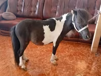 At, Falabella — foto 2