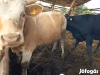 Byk, Simmental cattle — zdjęcie 6