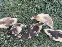 Ducks — fotografija 3