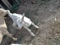 Billy Goat, Goats — photo 2