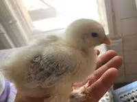 Brahma — Foto 2