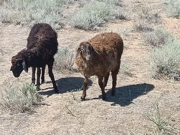 Ovan, Edilbay sheep