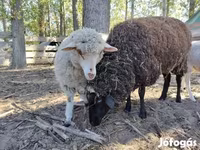 Oveja, Merino sheep — foto 4