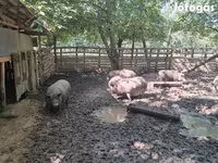 Sow, Вьетнамская вислобрюхая — photo 8