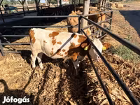 Kuh, Simmental cattle — Foto 4