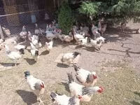 ससेक्स — फ़ोटो 3