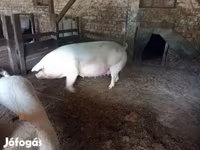 公猪, Крупная белая — 照片 1