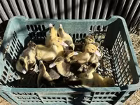Ducks — foto 2