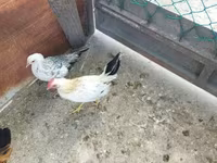 Chickens — fotografija 4