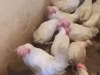 Chickens — fotografija 4