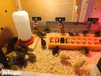 Quails — fotografija 3