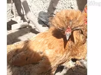 Chickens — الصورة 1