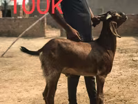 Goats (batch, sex not specified), Najdi goat — photo 1