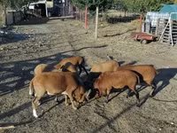 公羊, Cameroon sheep — 照片 4