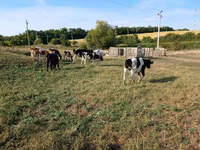Krava, Russian Black pied cattle — fotografija 1