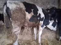 公牛, Russian Black pied cattle — 照片 1