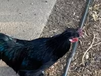 Chickens — 照片 5