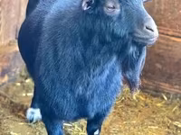 Jarac, Dutch Landrace goats — fotografija 2