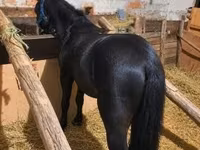 Koń, Konie — zdjęcie 1