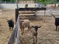 Carnero, Racka sheep — foto 3