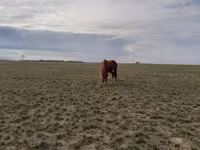Madyan, Horse breed — foto 4