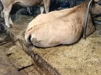 Krava, Aubrac cattle — fotografija 2