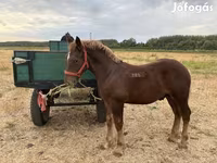 Horse (M), Hungarian horse breed — photo 2