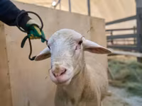 Ovan, Lacaune sheep — fotografija 2