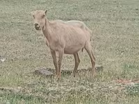 公山羊, Alpine goat — 照片 2