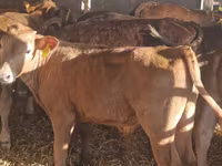 Qoramol (partiya, jinsi ko‘rsatilmagan), Simmental cattle — 4-rasm