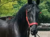 Kobila, Friesian — fotografija 2